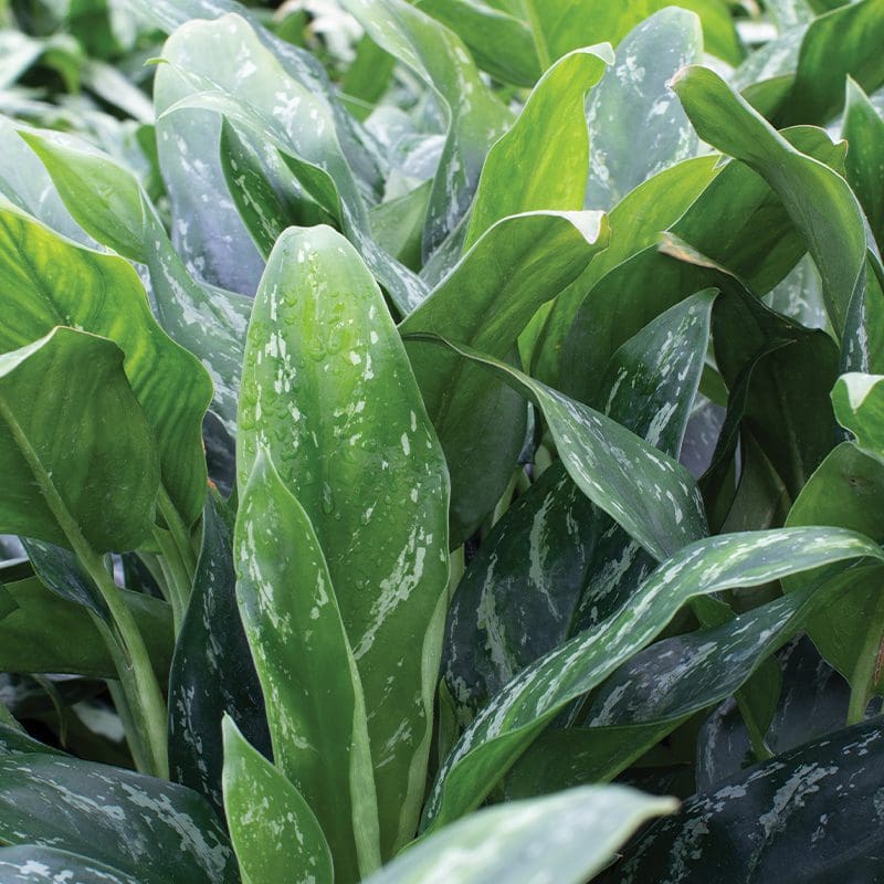 Aglaonema Maria 3L - Image 2