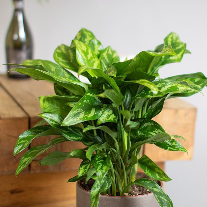 Aglaonema Maria 3L - Image 3