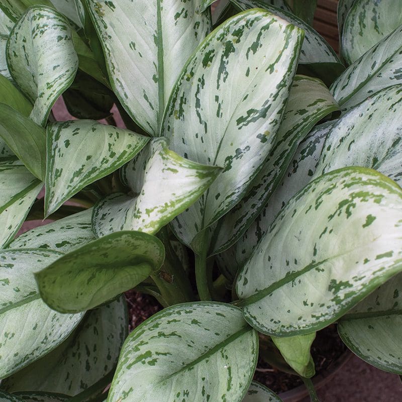 Aglaonema Christina 3L - Image 2