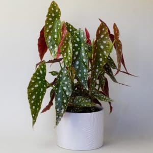 Begonia Maculata (13cm Pot)