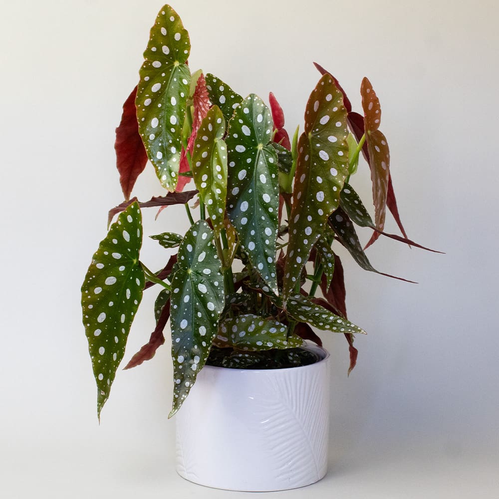 Begonia Maculata (13cm Pot) - Image 2