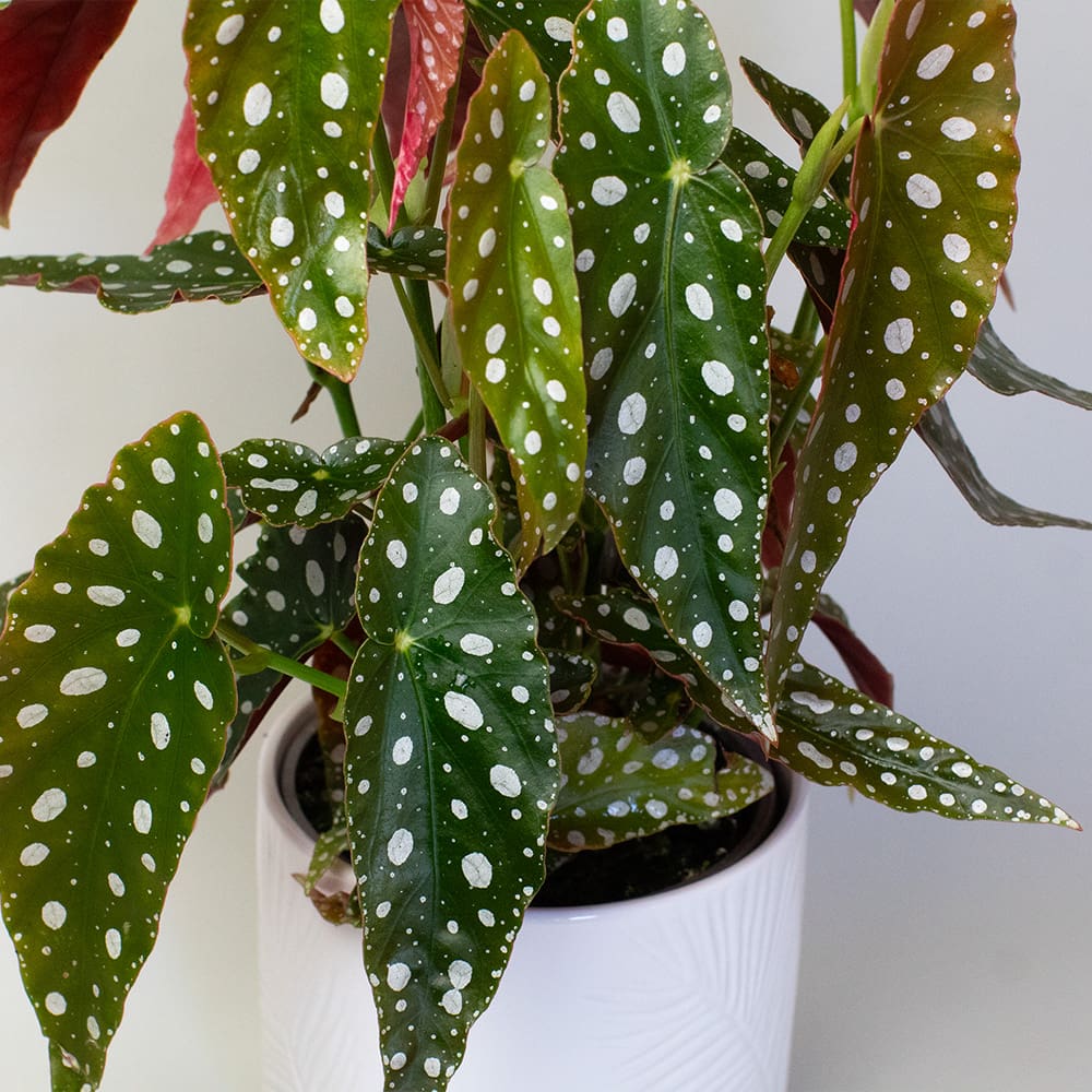 Begonia Maculata (13cm Pot) - Image 3