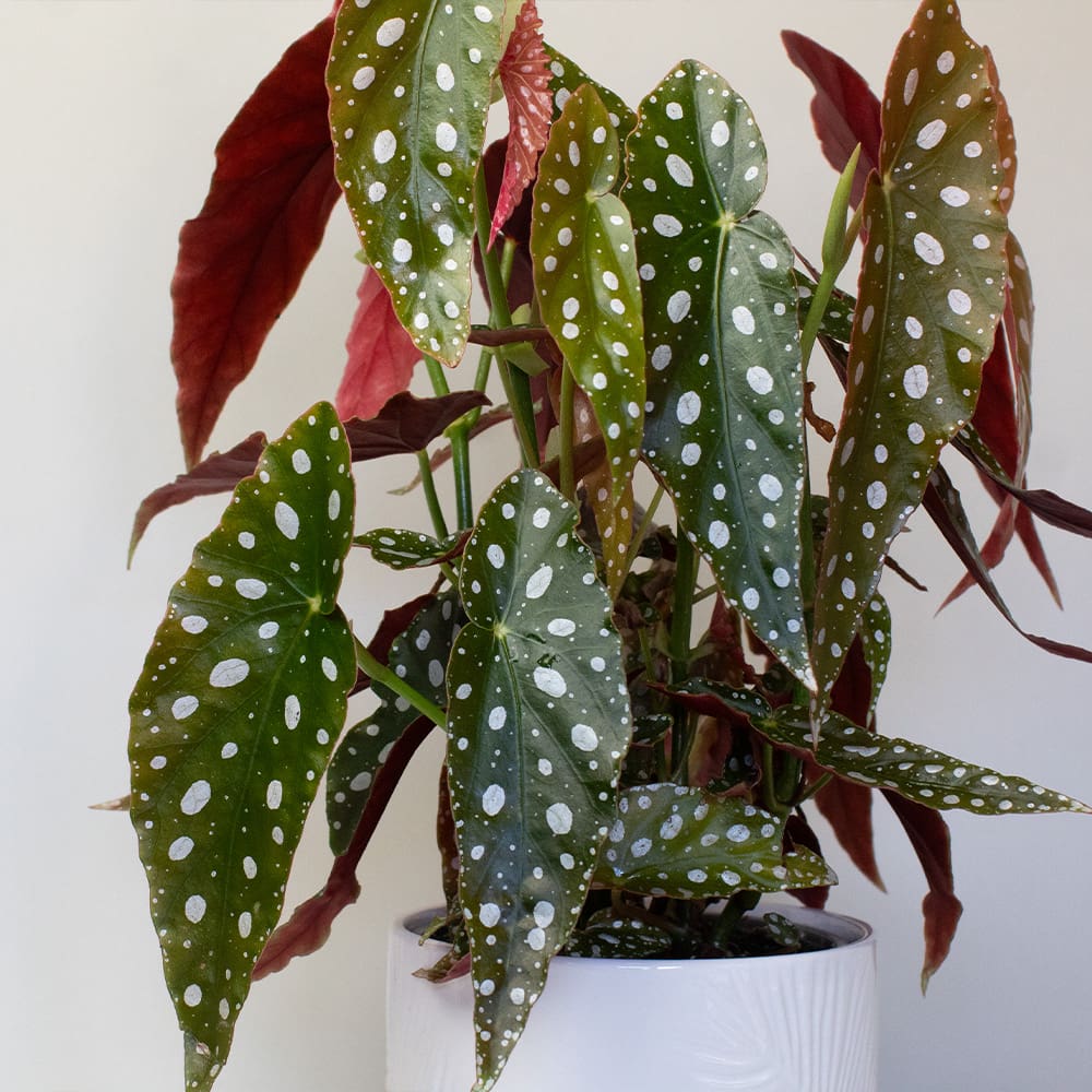 Begonia Maculata (13cm Pot) - Image 4