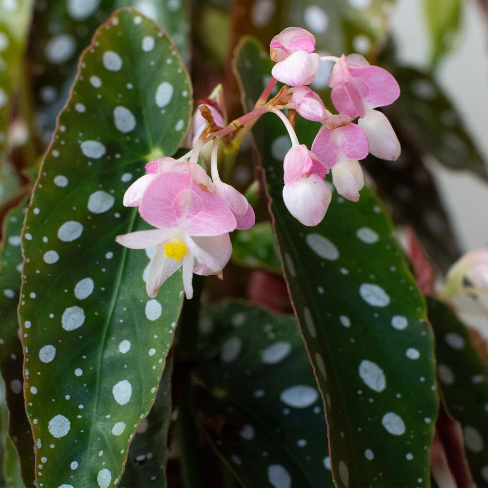 Begonia Maculata (13cm Pot) - Image 5