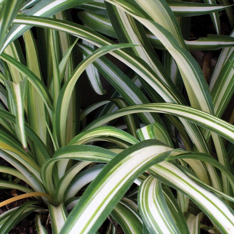 Chlorophytum Comosum ‘Variegatum’ | Spider Plant | 9cm Pot - Image 2