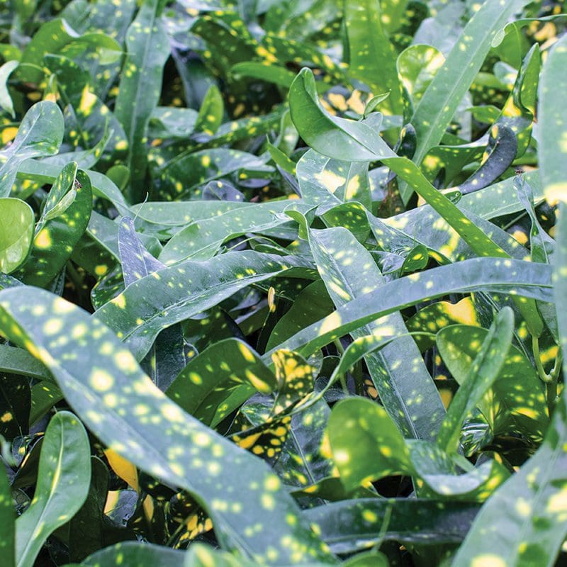 Croton Gold Dust (13cm Pot) - Image 2