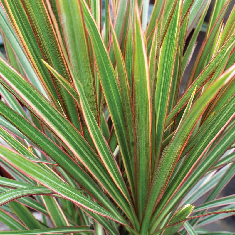 Dracaena Marginata Tricolour 13cm - Image 2