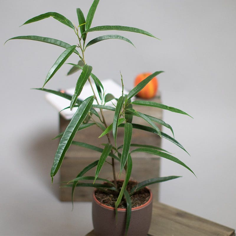 Ficus binnendiijkii Alii