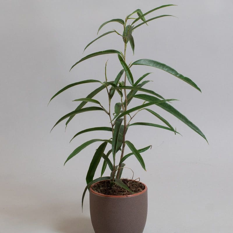 Ficus binnendiijkii Alii