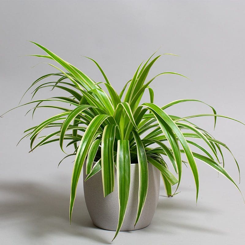 Chlorophytum Laxum 13cm - Image 2