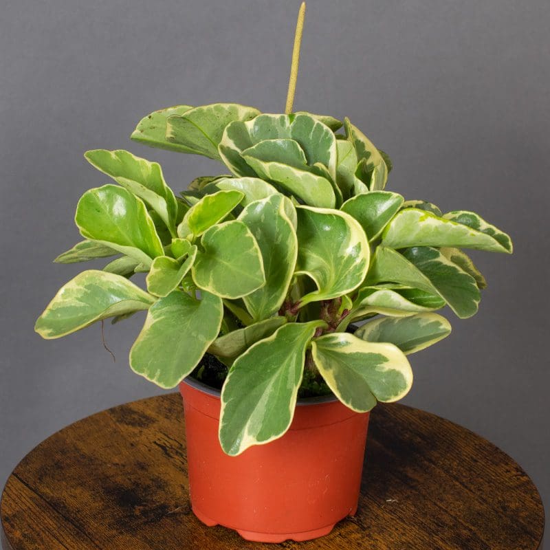 peperomia obtusifolia
