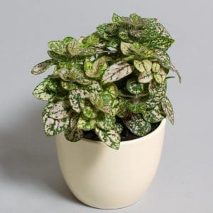 hypoestes
