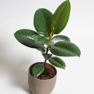 Ficus Elastica Robusta a (13cm Pot)