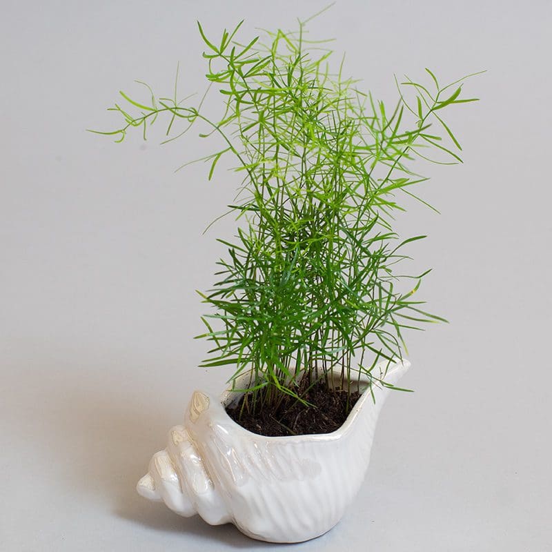 Asparagus Sprengii 9cm - Image 3