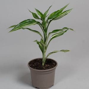 Dracaena sanderiana ‘Victory’