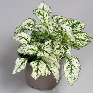hypoestes white