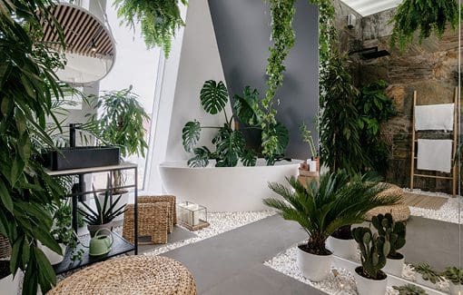 What Are The Dangers Of Overwatering Houseplants