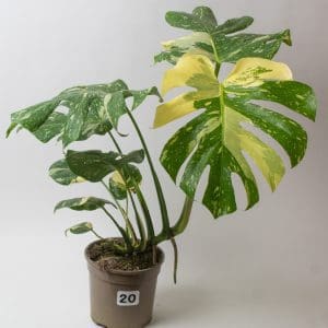 Variegated Swiss Cheese Plant | Monstera Thai Constellation 15cm pot