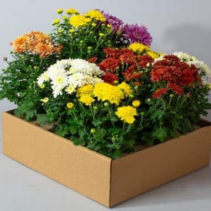 Chrysanthemum Mixed | 9 x 10.5cm pots