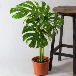 Monstera Thai Constellation