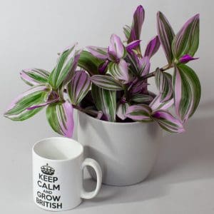 tradescantia nanouk
