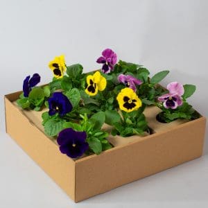 Pansy Mixed | 9 x 10.5cm pots