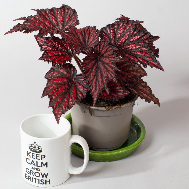 Begonia Rex Bewitched Red Black | Wax Begonia | Houseplant | 13cm Pot
