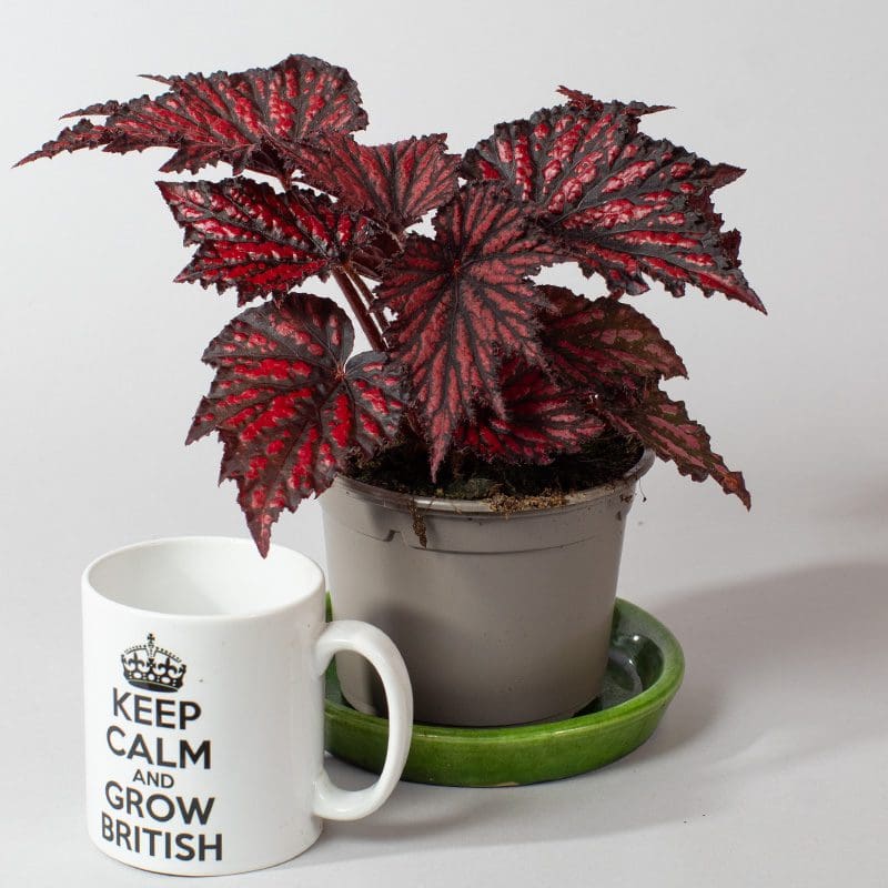 Begonia Rex Bewitched Red Black | Wax Begonia | Houseplant | 13cm Pot - Image 2
