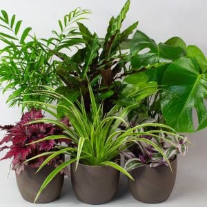 Indoor House Plants - Air Purifying Plants