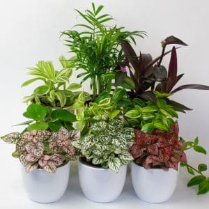 Indoor House Plants - Air Purifying Plants