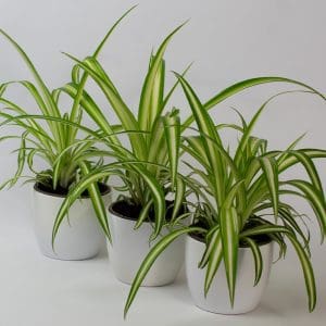 Spider Plant
