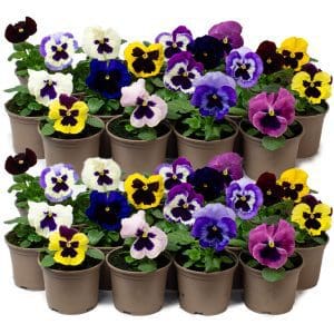 18 x Mix of Jumbo Flowering Pansies (10.5cm Pots)