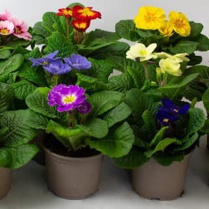 9 x Mix of Flowering Primrose | 10.5cm pots