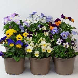 18 x Mix of Pansy Viola | 10.5cm pots