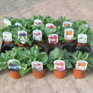 18 x Petunia plants in 9cm pots (Mixed Colours)