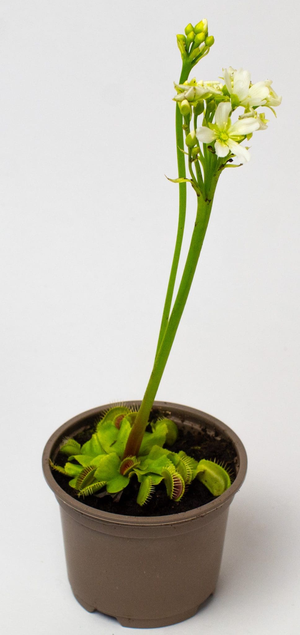 Venus Fly Traps x 3 in 9cm pots - Image 3