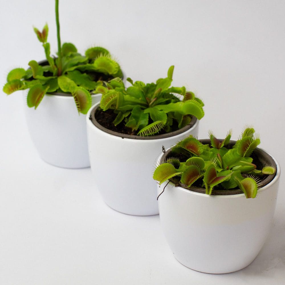 Venus Fly Traps x 3 in 9cm pots