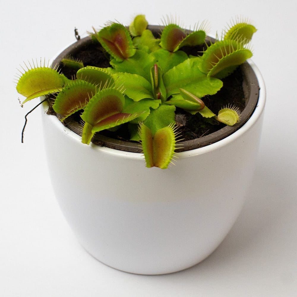 Venus Fly Traps x 3 in 9cm pots - Image 2