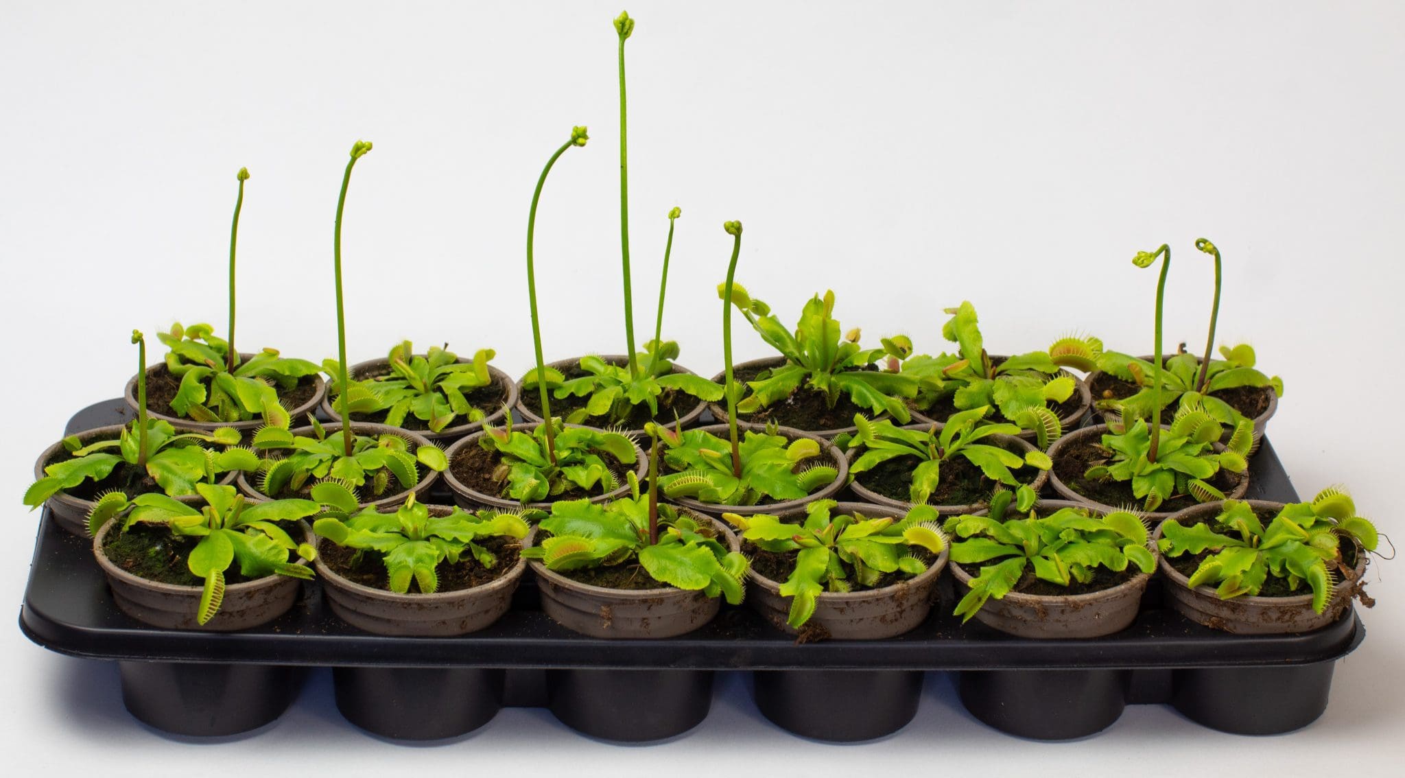 Venus Fly Traps x 3 in 9cm pots - Image 4