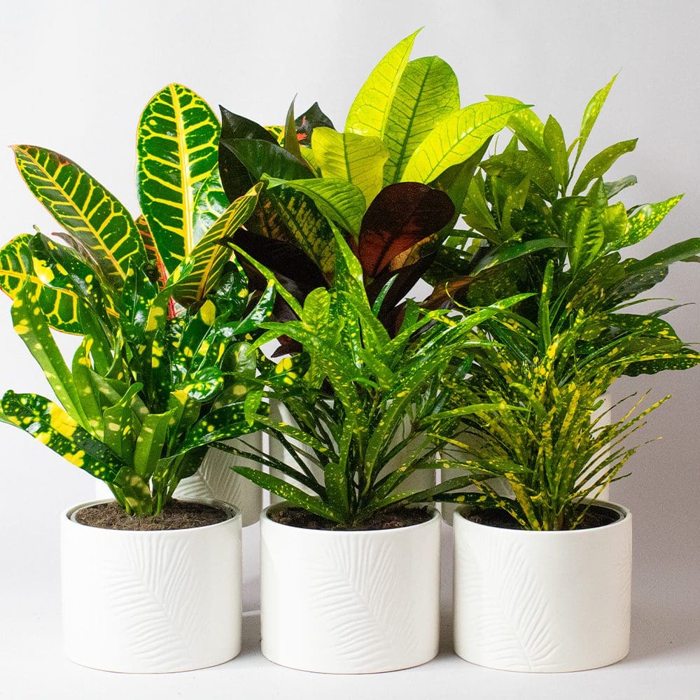 Croton Plants Mix x 6 (13cm pots) - Image 2
