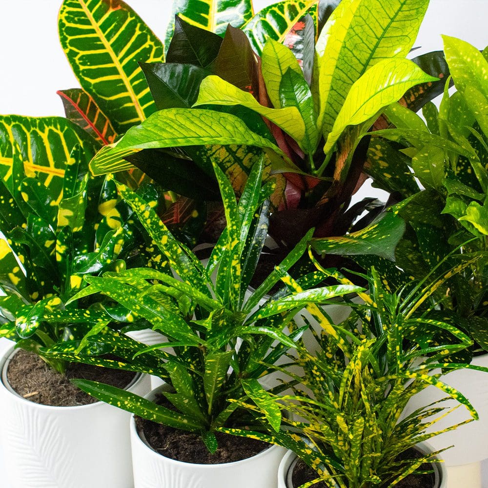 Croton Plants Mix x 6 (13cm pots) - Image 4