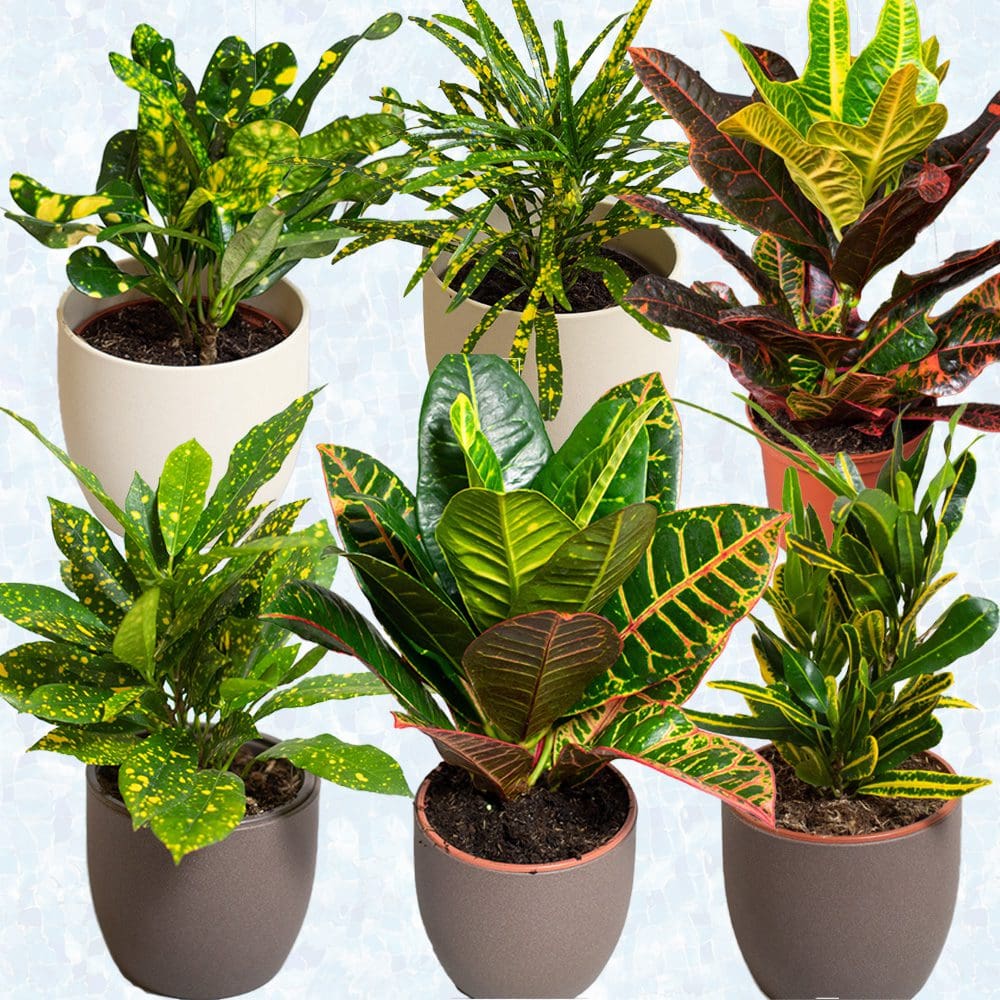 Croton Plants Mix x 6 (13cm pots) - Image 6