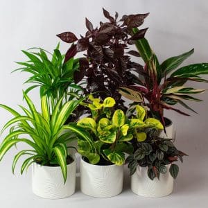 Pet Friendly House Plants