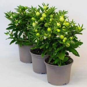 Solanum x 3 (10.5cm Pot)