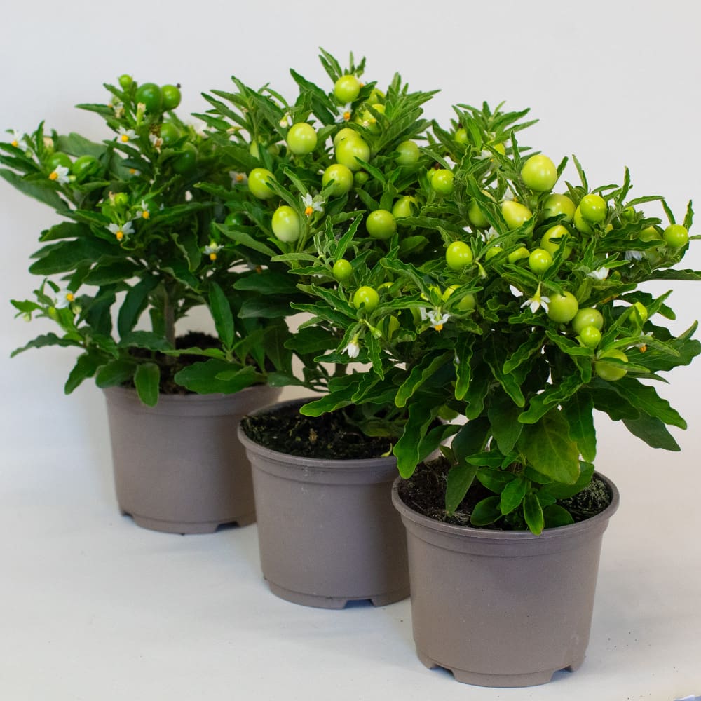 Solanum x 3 (10.5cm Pot) - Image 3