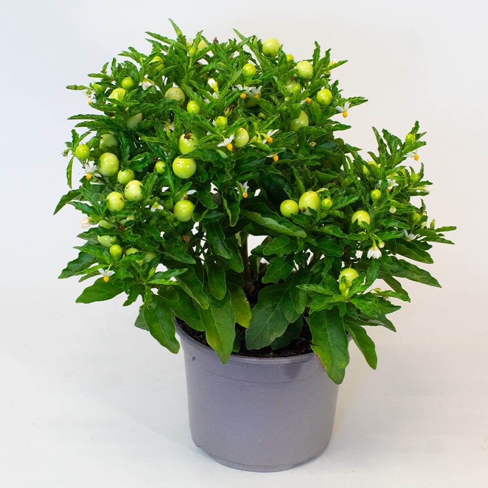 Solanum x 3 (10.5cm Pot) - Image 4