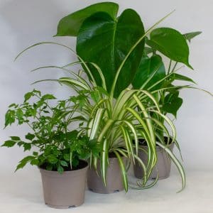 House Plants x 3 (10.5cm Pot)