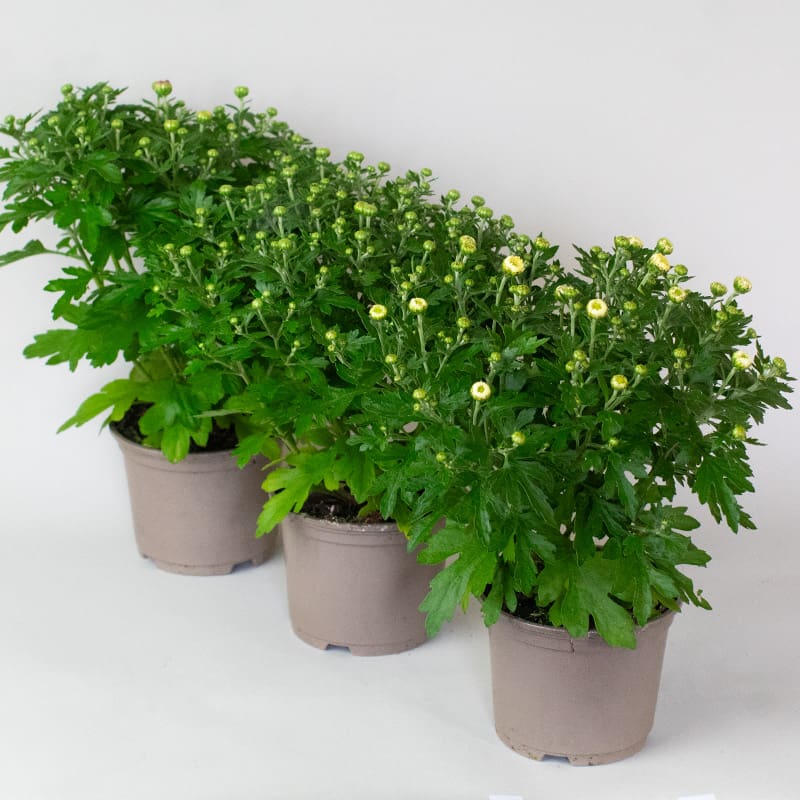 Chrysanthemum x 3 (10.5cm Pots) - Image 2