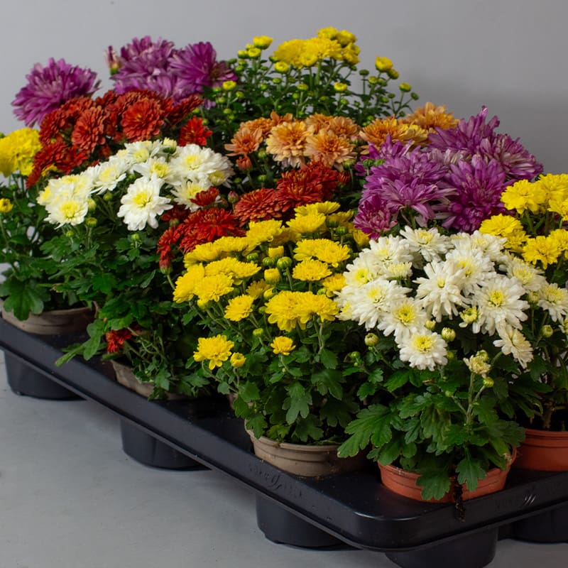 Chrysanthemum x 3 (10.5cm Pots) - Image 4